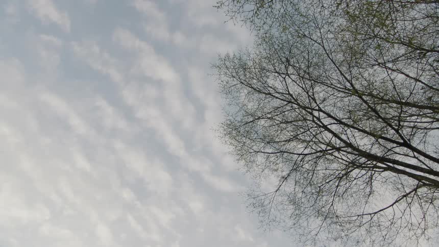 From a low angle a layer of thin wispy clouds rolls steadily across the sky viewed past the dark silhouetted branches of a tree with budding leaves