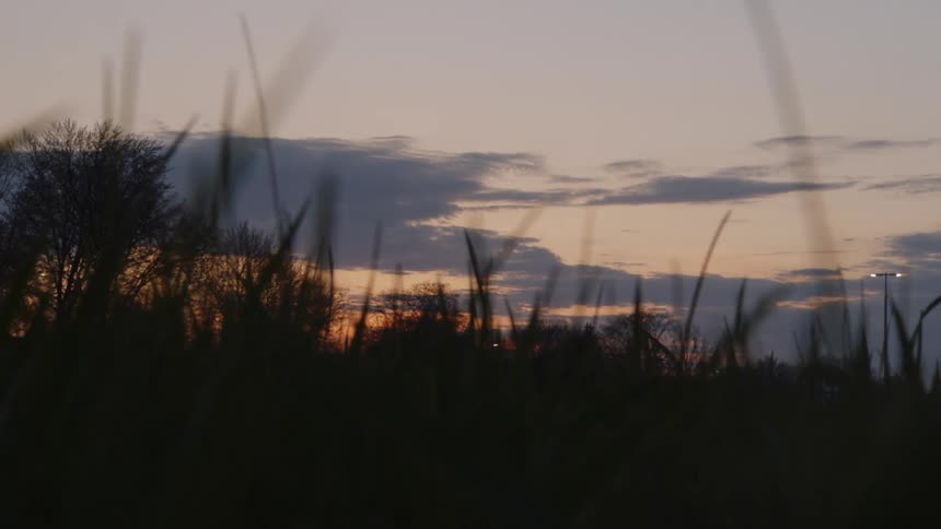 Blades of grass and leafless trees stand silhouetted under a red tinted sky