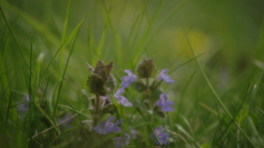 Yellow and purple wildflowers are growing in a grassy field