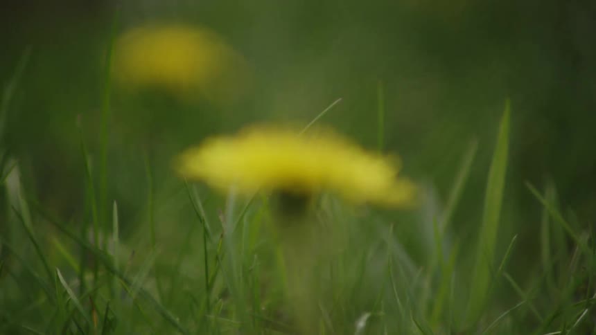 Yellow dandelion stands out in the middle of green grass