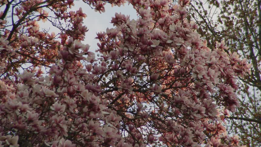A static lowangle shot looks up into the dense canopy of a magnolia tree which is completely covered in large vibrant pink and white blossoms against the sky
