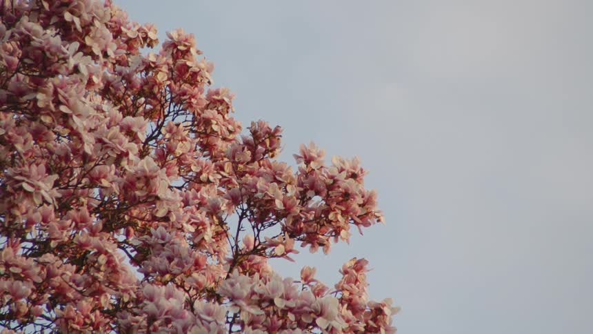 The video shows a closeup shot of a tree with pink blossoms against a pale blue sky the camera pans from the bottom of the tree to the top showing the full spread of the flowers