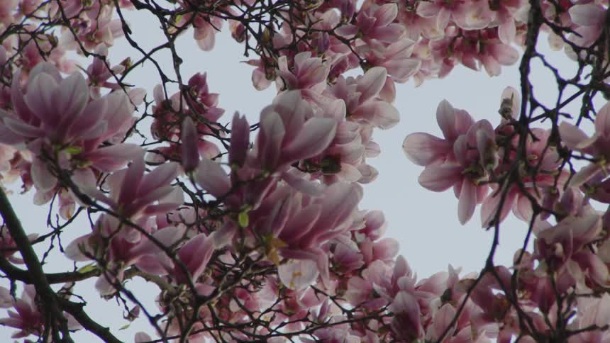 The video shows a closeup shot of pink and white magnolia flowers on a branch the flowers are in full bloom and fill the frame creating a sense of spring the background is a bright white sky