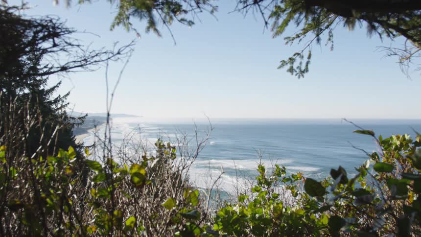 Trees in the foreground overlooking the ocean