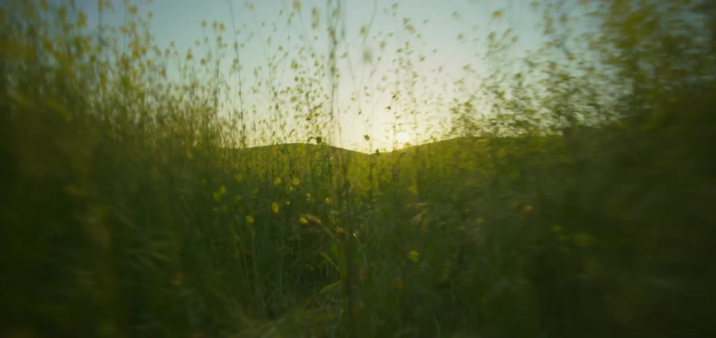 A grass field at sunrise with a mountain range in the distance