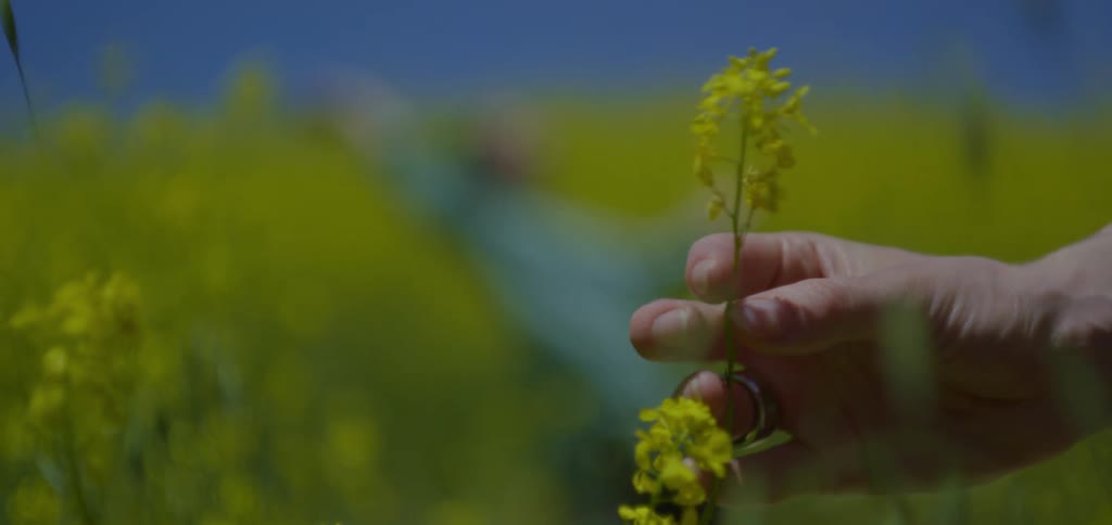 Woman examines a wildflower while a younger woman dances amongst the flowers in the background on a sunny day