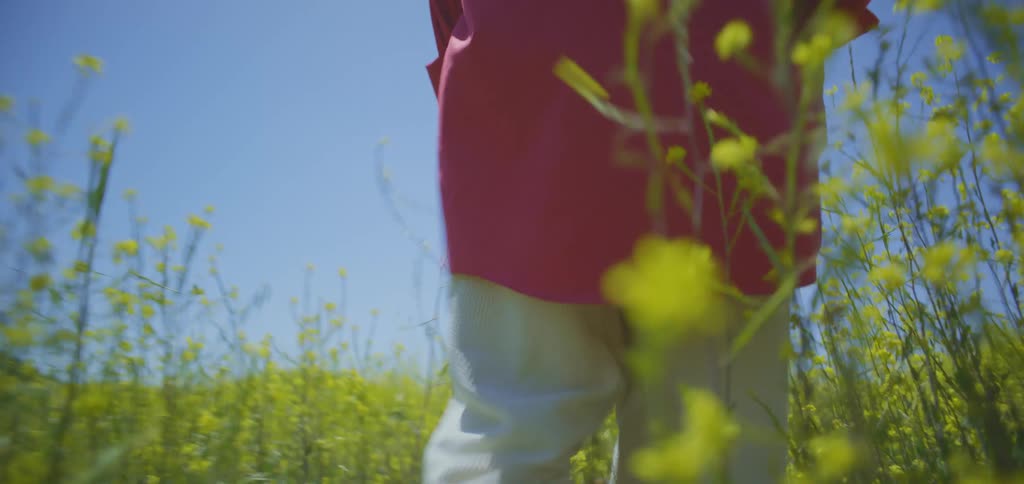Person walking in a field of yellow flowers