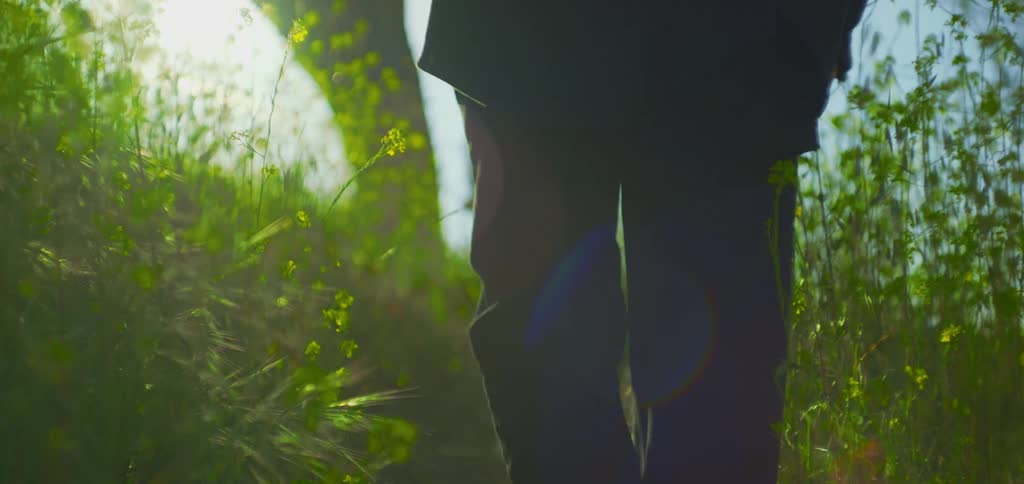 The video shows a lowangle shot of a person standing on a dirt path surrounded by a field of tall green and yellow plants the sunlight shines brightly from behind them creating a glowing silhouette