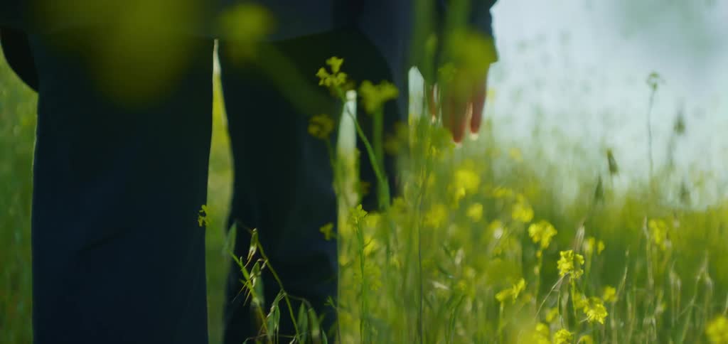 A closeup of a persons hand gracefully touching the tops of yellow flowers and green plants as they walk through a field on a sunny day