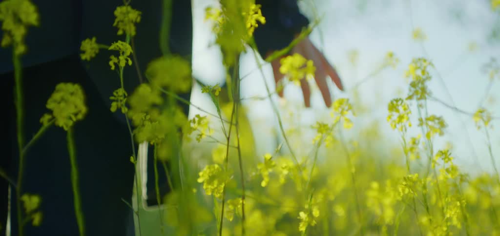 Persons hand touches yellow flowers in a field