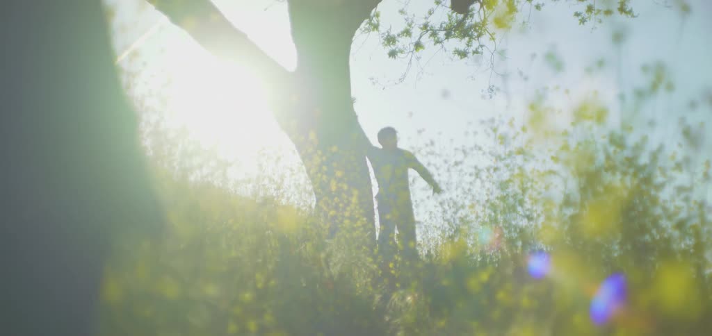 The video shows a person standing in a field of tall bright yellow flowers with the sun creating a strong lens flare effect behind them they are positioned near the trunk of a large tree performing slow expressive movements as the light filters throu