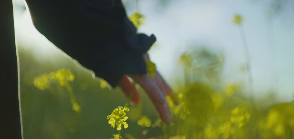 Hand touching yellow flowers in a field