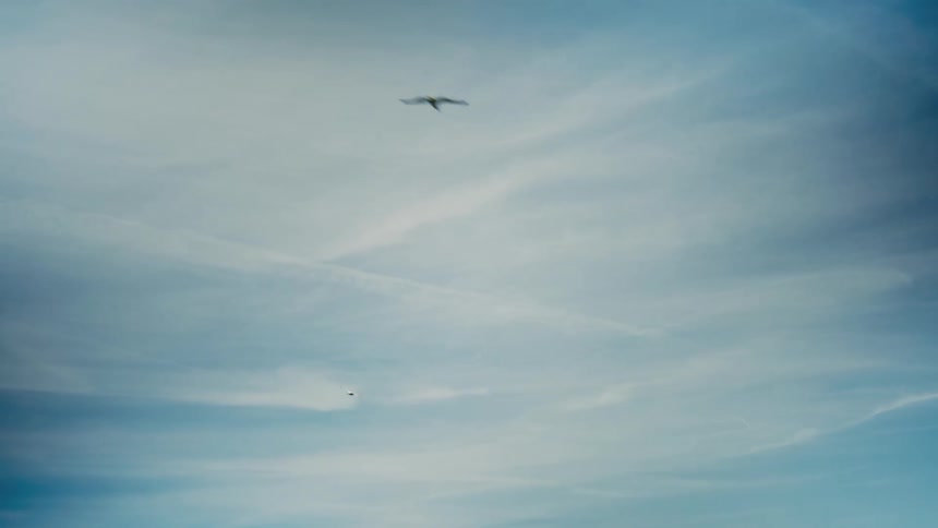 Two birds fly across a bright sky outdoors during daytime