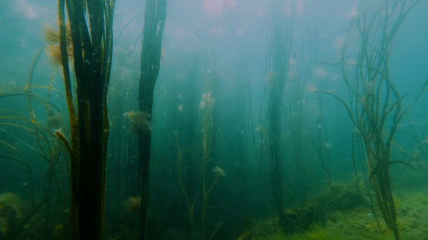 An underwater camera drifts slowly forward through a dense forest of tall seaweed and kelp as shafts of sunlight filter down through the hazy green water