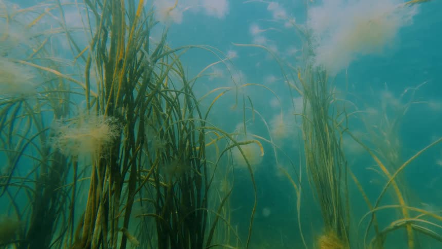 Green and orange aquatic plants sway underwater with floating particles