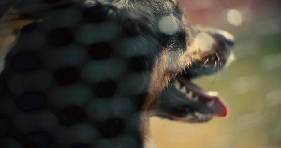A closeup of a dog face is seen through a wire fence