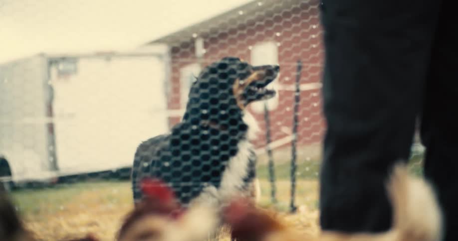 A person stands on a farm with a dog and chickens