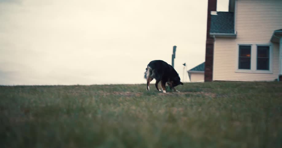 A dog plays with a ball on the grass in front of a house