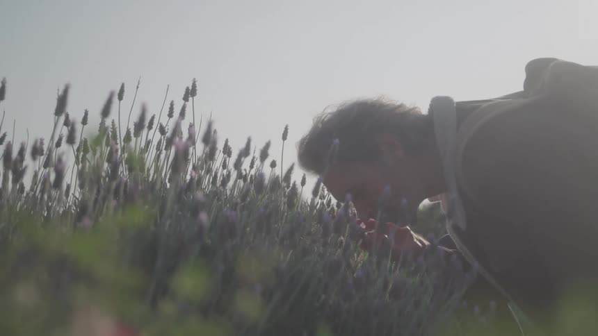 A man is crouching in a field of lavender reaching down to examine the flowers he is lit from behind by a bright hazy sunlight