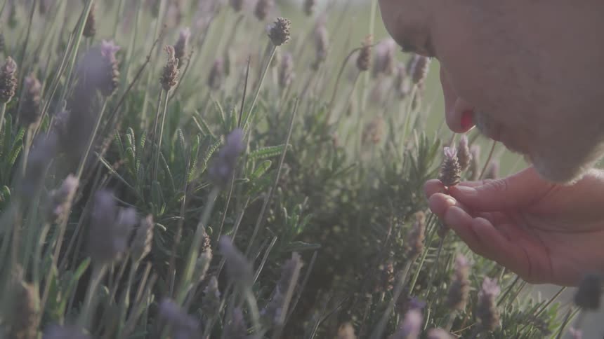 A man bends down holding a single purple flower in his hands and bringing it up to his nose to smell it in a field of green