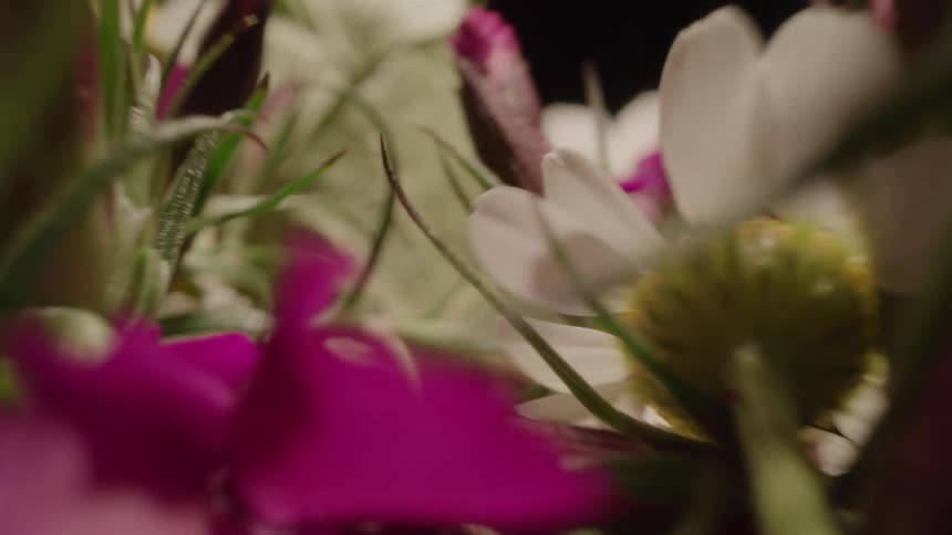Different flowers are on display