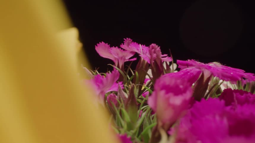 Colorful flowers are on display