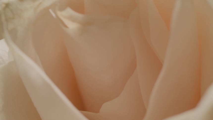 A macro shot starts deep within the soft petals of a creamy white rose and slowly zooms out to reveal its delicate form