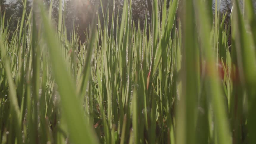 A lowangle shot moves through tall blades of green grass with dew drops as the bright morning sun flares through the trees