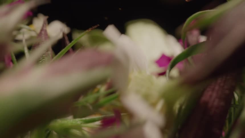 The flowers are on display