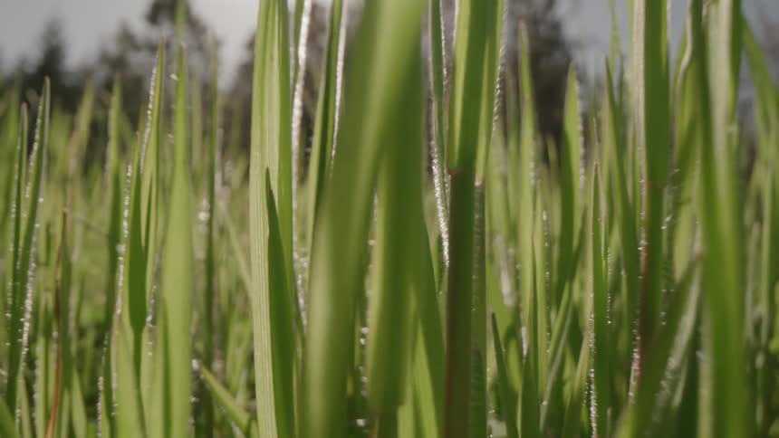 A slowmotion camera shot recedes backward through a field of tall grass with individual blades brushing past the lens as the setting sun creates a warm golden flare