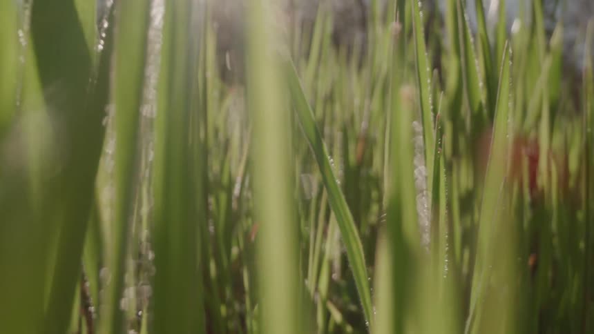 A macro shot shows blades of tall bright green grass swaying gently in the wind tiny droplets of water are visible on the blades glistening in the sunlight