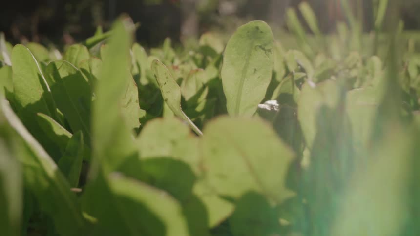 Sunlight shines on the plants in the garden
