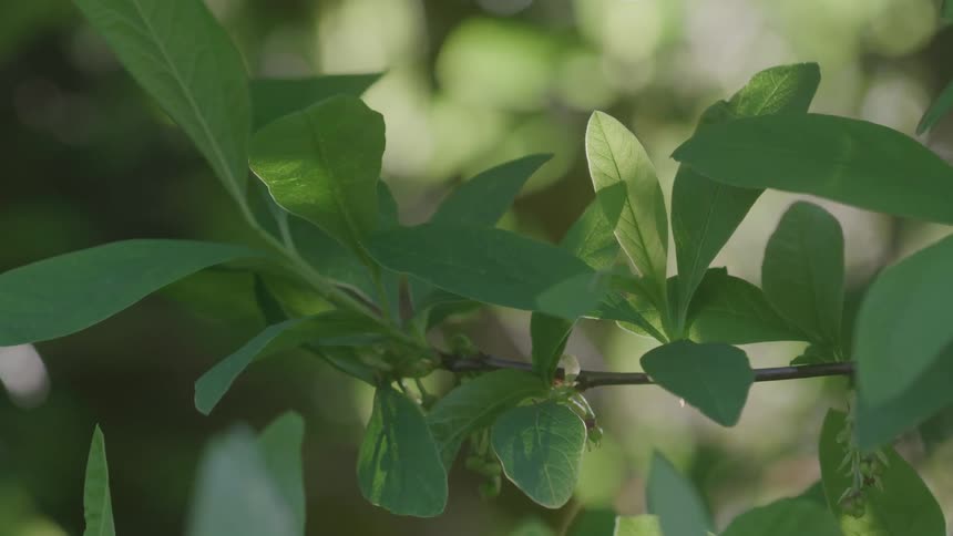In a closeup a tree branch with vibrant green leaves sways gently back and forth in a light breeze with a softfocus sundappled forest in the background