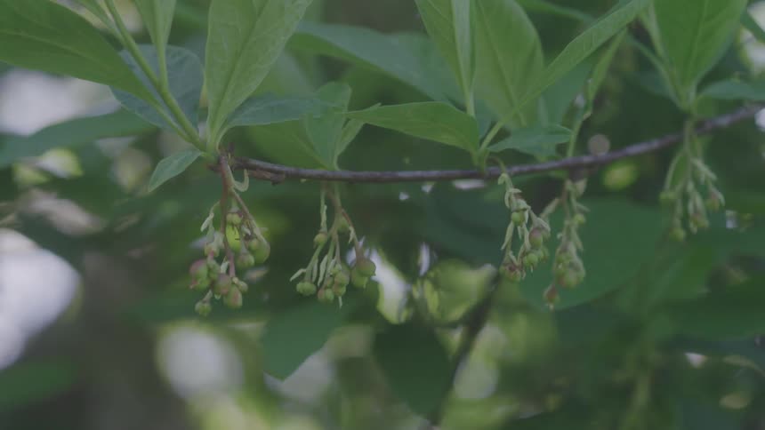 Fruit is beginning to grow on the crop