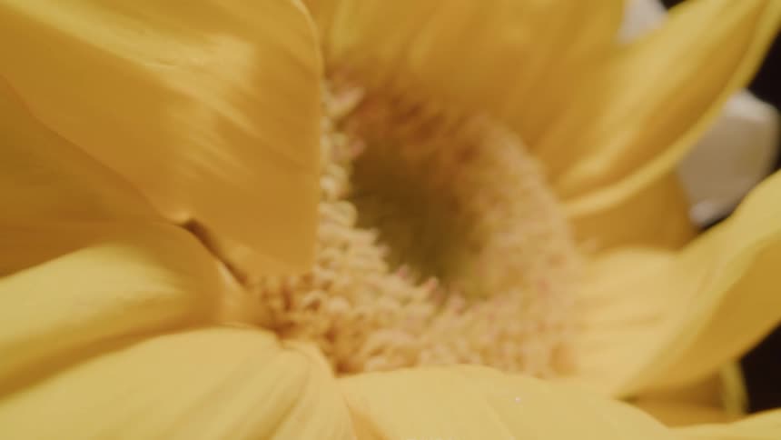 A close view shows the intricate winding filaments of a yellow flower with tiny red dots visible before the camera pulls back to reveal the full yellow petals of the flower against a dark background