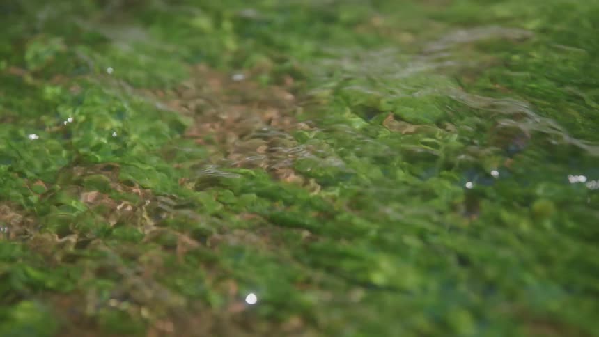 In an extreme closeup clear shallow water gently flows and ripples over a vibrant green bed of moss and algae covering the rocks of a stream
