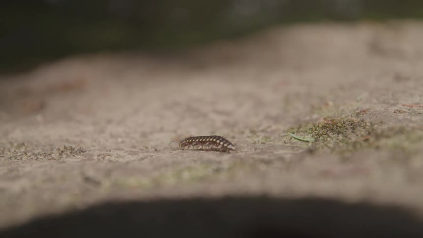 A centipede walks across an almost flat surface with some moss