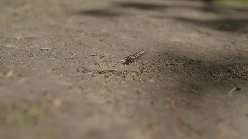 A lowangle macro shot shows a small darkcolored caterpillarlike insect inching its way across the ground the ground is made of lightcolored dirt and small pebbles