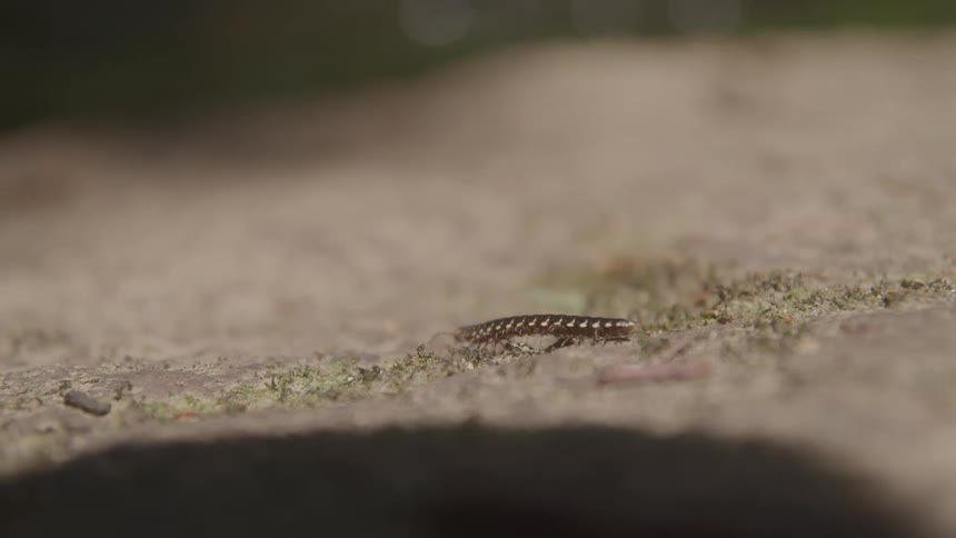 An eye level view shows a small dark colored millipede crawling slowly to the right across a rough gray rocky surface