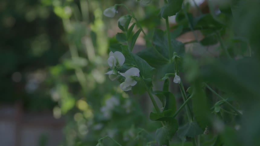 A closeup shot shows a cluster of bright green plants with white blossoms the delicate flowers and leaves are gently swaying in the breeze
