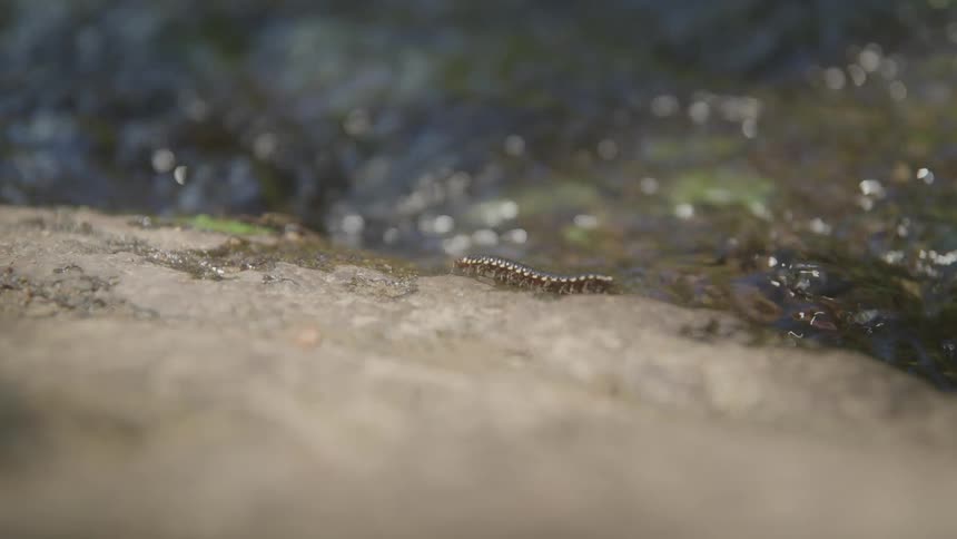 Centipede crawls on a wet rock near flowing water