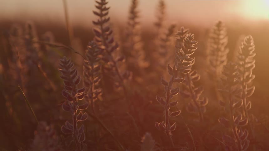 The camera focuses on tall stalks of purple lavenderlike flowers against a hazy sunlit background the setting sun casts a warm golden glow on the field and creates a strong lens flare