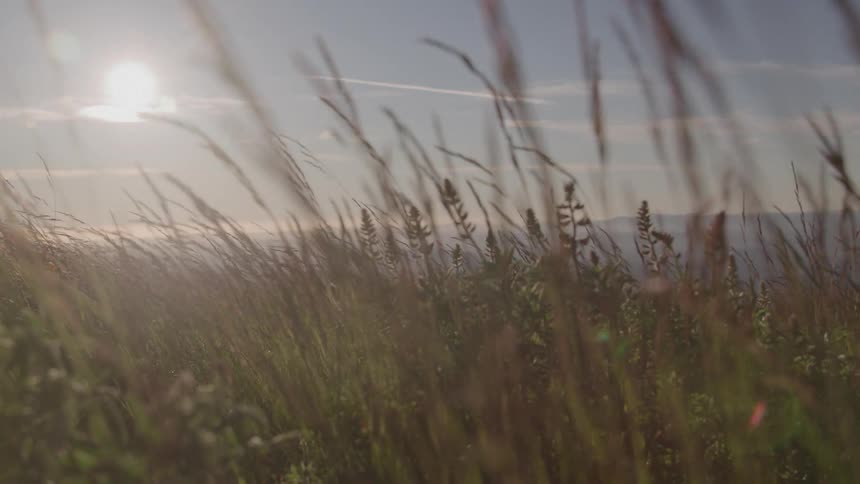 Tall blades of wild grass sway gently in the breeze in a sunlit field overlooking the ocean with the setting sun creating a warm hazy glow