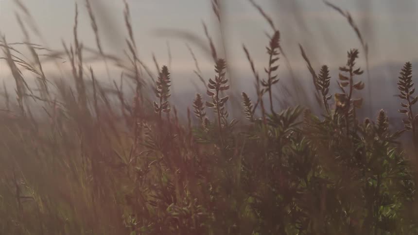 Golden grasses and other plants with long stems sway gently in the breeze the background is a soft hazy expanse likely a body of water or distant landscape blurred by the lateafternoon light