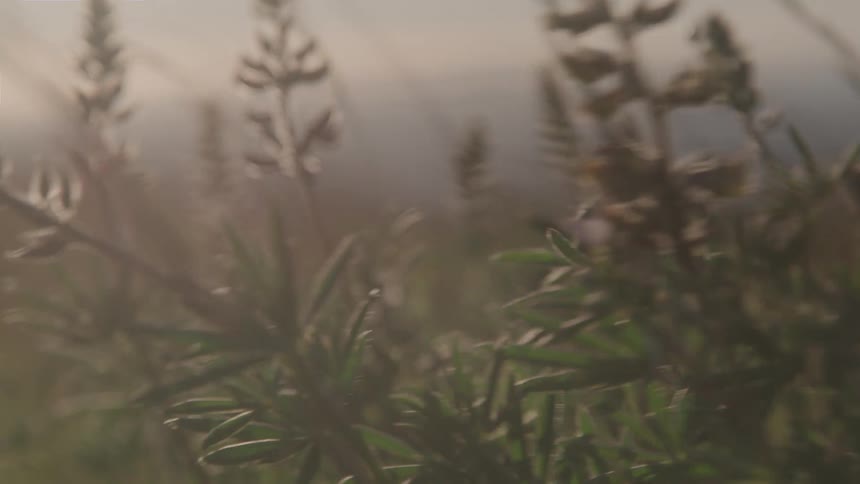 Wild plants in partial focus under the soft light of sunset