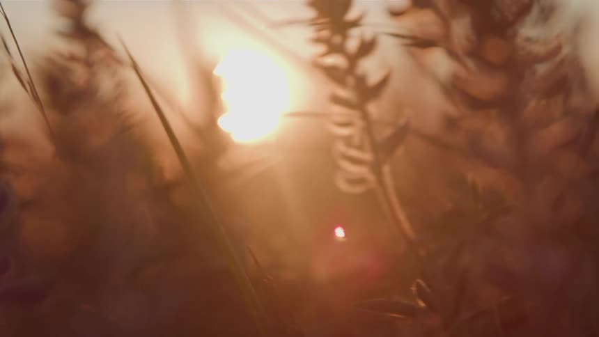 Vegetation in partial focus lit by the sunset glow