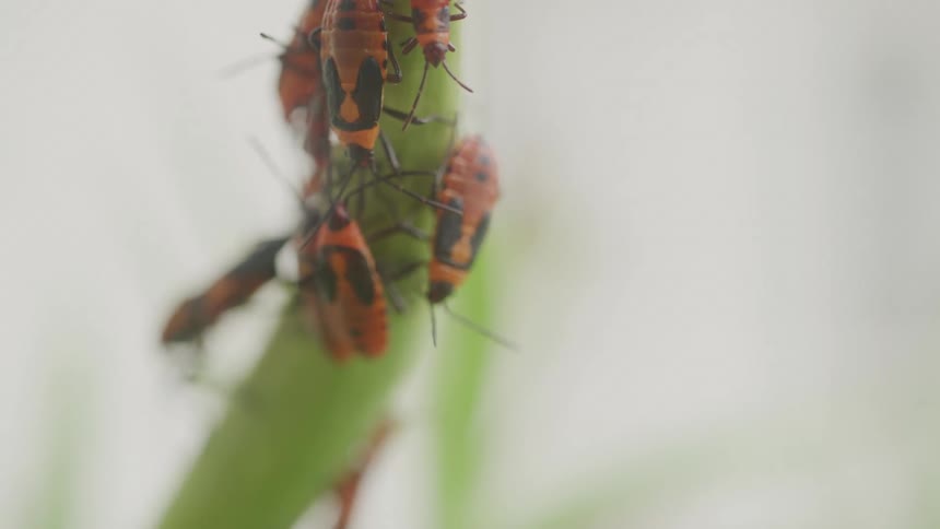 The stalk is covered with insects