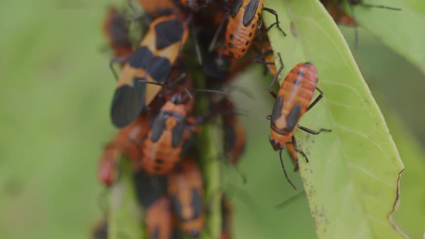 Close up of multiple multicoloured beetles perched on a plants leaves outdoors during daytime