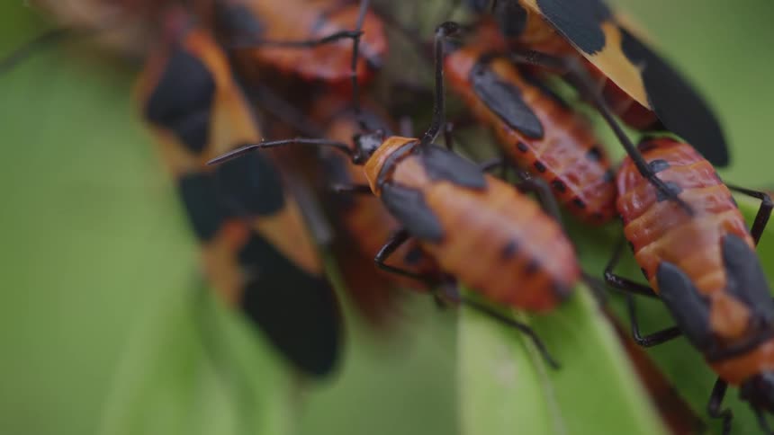 A bunch of insects hang from the leaves