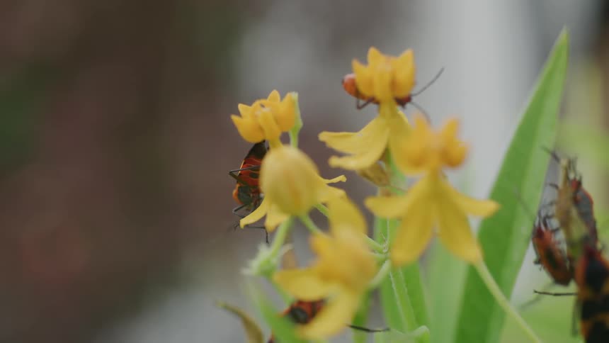 Insects are eating the leaves of a yellow flowered plant